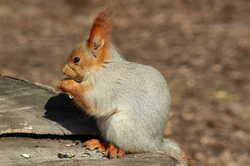 A red fluffy squirrel nibbles pine nuts on the ground, in early spring on a Sunny day. Animals are awakening from hibernation in a city Park.