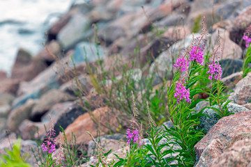 Flowers of fireweed growing through the stones on the shore