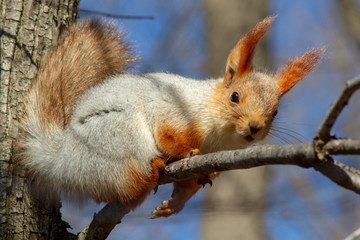 A red fluffy squirrel nibbles pine nuts on the ground, in early spring on a Sunny day. Animals are awakening from hibernation in a city Park.