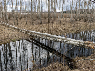  swamp ditch in spring, trees and sky shine in water