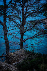 Fototapeta premium the tree on the on the coastline of the island of mallorca with the blue colored water of the Mediterranean Sea