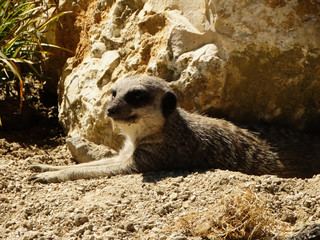 suricate la sentinelle du désert