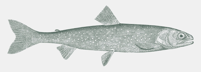 Sunapee or blueback trout, salvelinus alpinus oquassa, a popular game fish from north america, europe and asia in side view