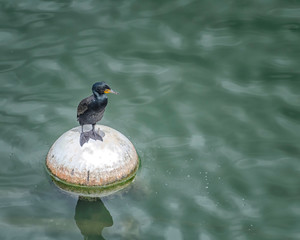Double-crested Cormorant (Phalacrocorax auritus) at the Hollywood Reservoir, Los Angeles, CA.