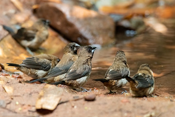 A flock of White-rumped Munia perching near waterhole to bathe and drink water