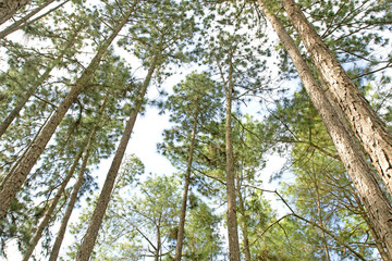 Fototapeta premium Beautiful pine trees on white background