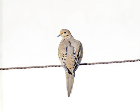 Mourning Dove (Zenaida macroura), Los Angeles, CA. - Powered by Adobe