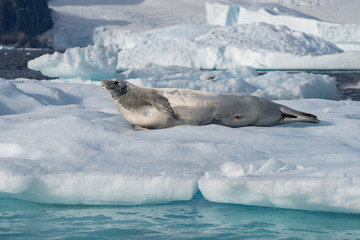 Fototapeta premium Crabeater Seal on a ice berg in Antarctica