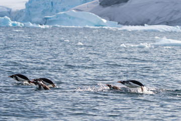 Porposing Gentoo Penguins in icy waters in Antarctica