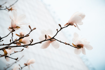 Magnolia tree buds on a thin branch on a gentle blue sky background. Stylized toning in a postcard with spring flowers.