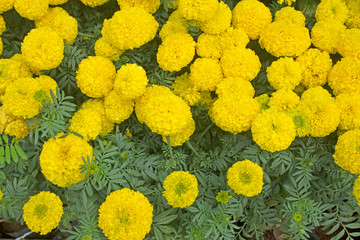 Beautiful marigold flowers in the garden