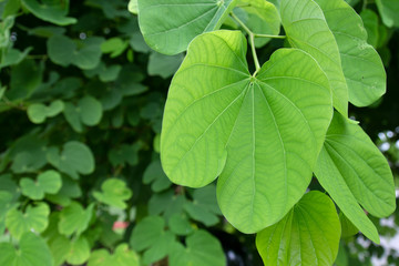Fototapeta na wymiar Green leaf texture. Leaf texture background
