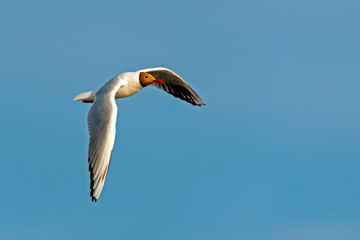 Seagull in flight with outstretched wings against the sky