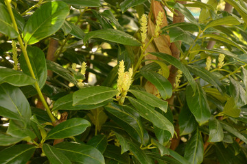close-up of a cherry laurel blossom in early spring, flowering prunus laurocerasus evergreen bush