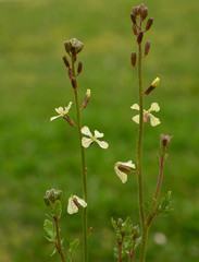 rocket salad flowers on a backdrop of blurred greens, rucola flowers in spice garden in spring