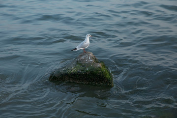 Seagull on rock near the sea in nature . The Seagull is standing on a rocky mound . Seagull on the Pacific Ocean Shore . Sea gull looking out to sea .