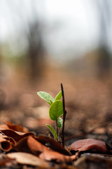 Green sprout growing from seed