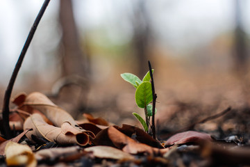 Green sprout growing from seed