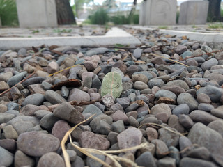 Hoja de árbol en un suelo de piedras