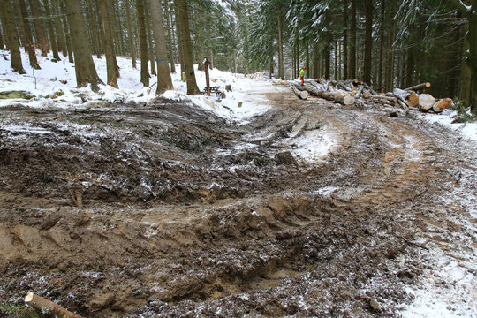 Tourist trail destroyed while skidding of wood, Masyw Snieznika, Sudety, Poland