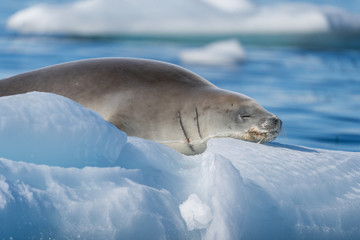 Fototapeta premium Crabeater Seal on a ice berg in Antarctica