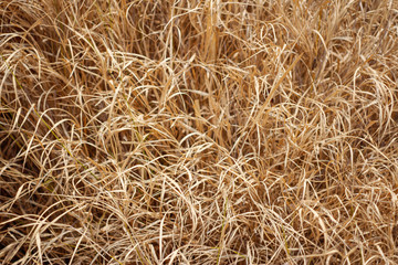 dry yellow hay, grass Background. Summer concept.