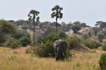 safari