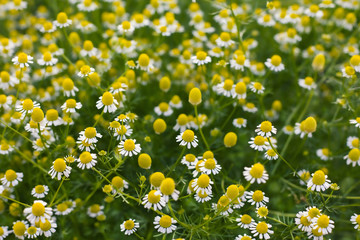 White Chamomile flowers on field. Beautiful summer nature scene. Blooming medical daisies flowers background, Alternative medicine - spring Daisy