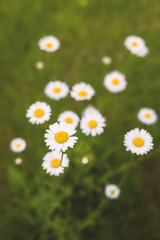 White Chamomile flowers on field. Beautiful summer nature scene. Blooming medical daisies flowers background, Alternative medicine - spring Daisy