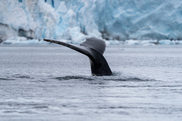 Humbpack whale in Paraside Bay, Antarctica