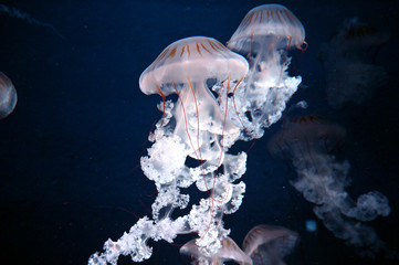 美しい触手をたなびかせて泳ぐクラゲ　クリサオラ・プロカミア（新江ノ島水族館）