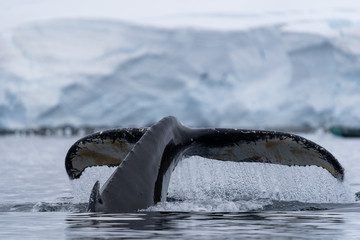 Humpback Whale in Antarctica