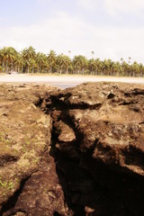 PAISAJES DE BRASIL, PLAYAS Y PALMERAS