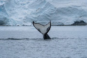 Fototapeta premium Humpback Whale in Antarctica