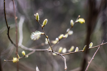 Sprong blossom © Patryk