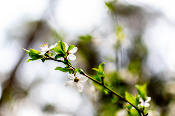 Cherry blossom macro  © Patryk