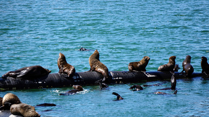 Wild seals laying in the sun of South Africa harbour floating tube