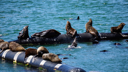 Wild seals laying in the sun of South Africa harbour floating tube