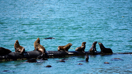 Wild seals laying in the sun of South Africa harbour floating tube