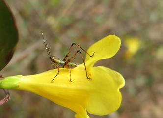 Tropical insect on yellow flower in Florida nature, closeup