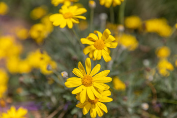 Gtoup of yellow chrysanthemum coronarium