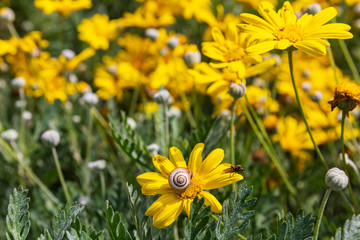 Obraz premium Wide view as a little snail is sitting on yellow chrysanthemum coronarium