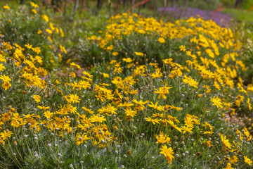 Wide glade with a yellow chrysanthemum coronarium