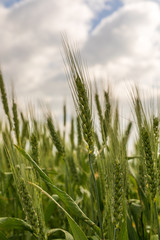 Close-up view of a green unripe wheat ears