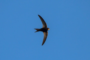 Black swift flying on the blue sky. Common Swift (Apus apus).