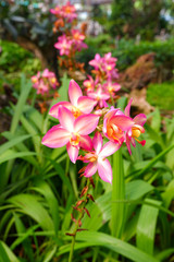 Spathoglottis plicata Blume is a group of orchidaceae. This flower is called ground orchid.