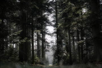 Dunkler mystischer Wald 