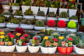 colorful small flower pot on the shelf with beauty cactus plant and lotus soil in sunshine