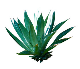 exotic plant agave isolated on white background. Blue Agave