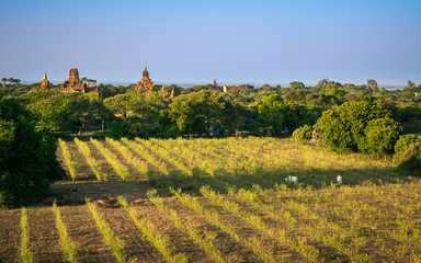 Fototapeta na wymiar Burmese agriculture scene. Wide ploughed field at Bagan archaeological site with ancient temples in the background.